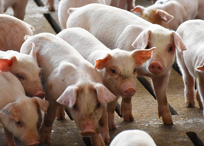 Cash Feeder Pig Prices Average 59.70, Up 3.55 Last Week Pork Business